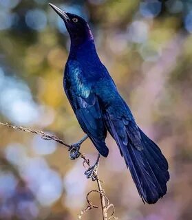 Tristan\'s Grackle пение