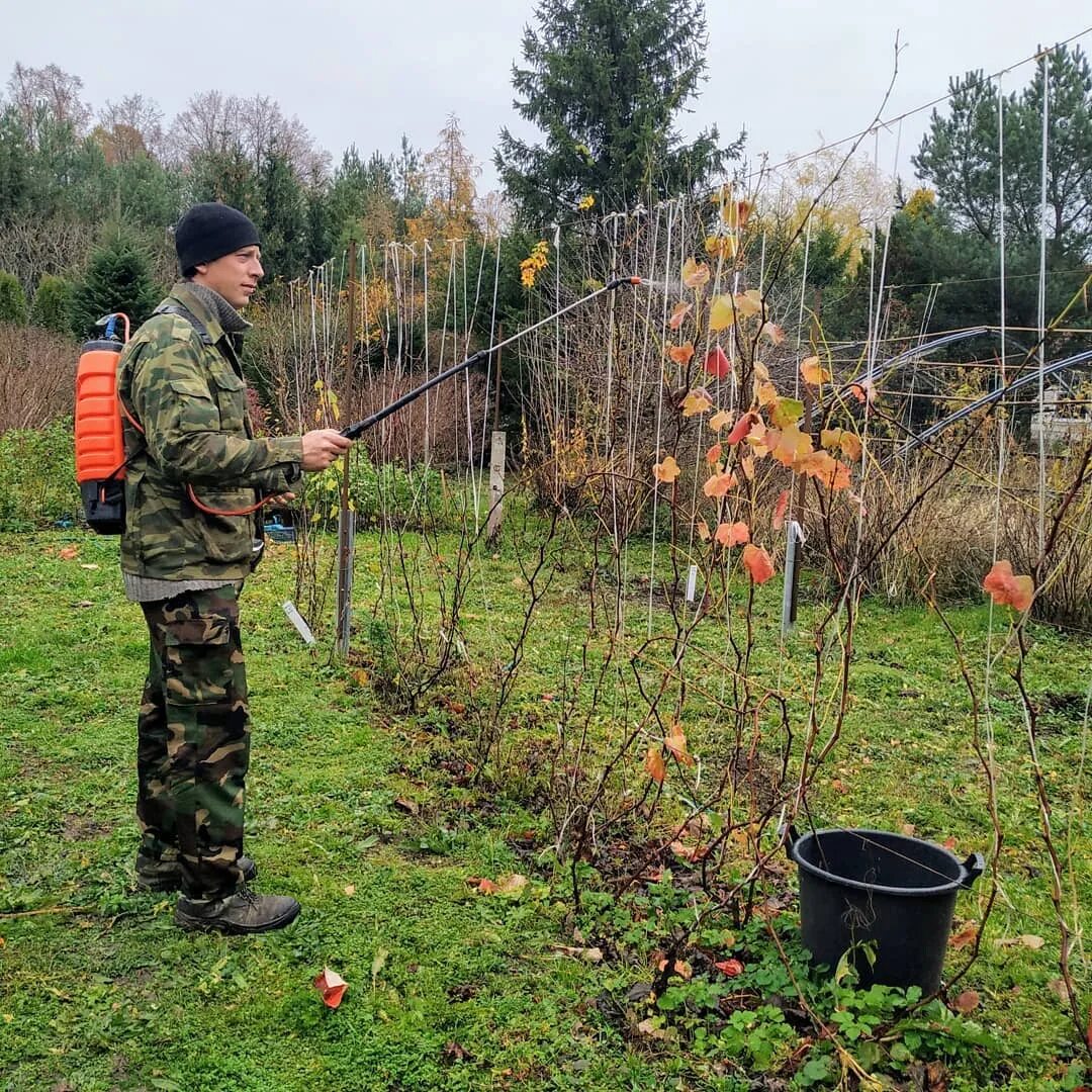 Чем обрабатывать виноград весной от вредителей. Опрыскивание деревьев. Обработка сада осенью. Осеннее опрыскивание сада. Обработка дерева.