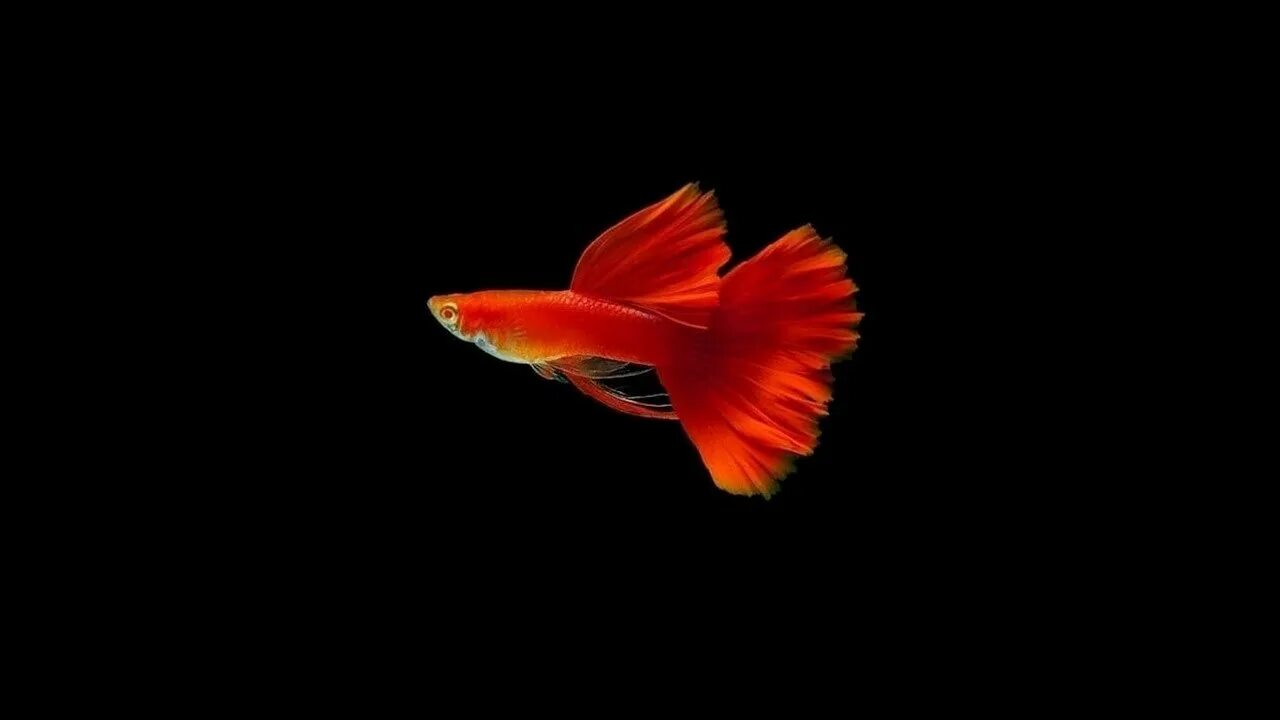 Ред фул. Гуппи фул ред. гуппи ред фул альбино. гуппи full red albino. гуппи альбинос фулл ред.