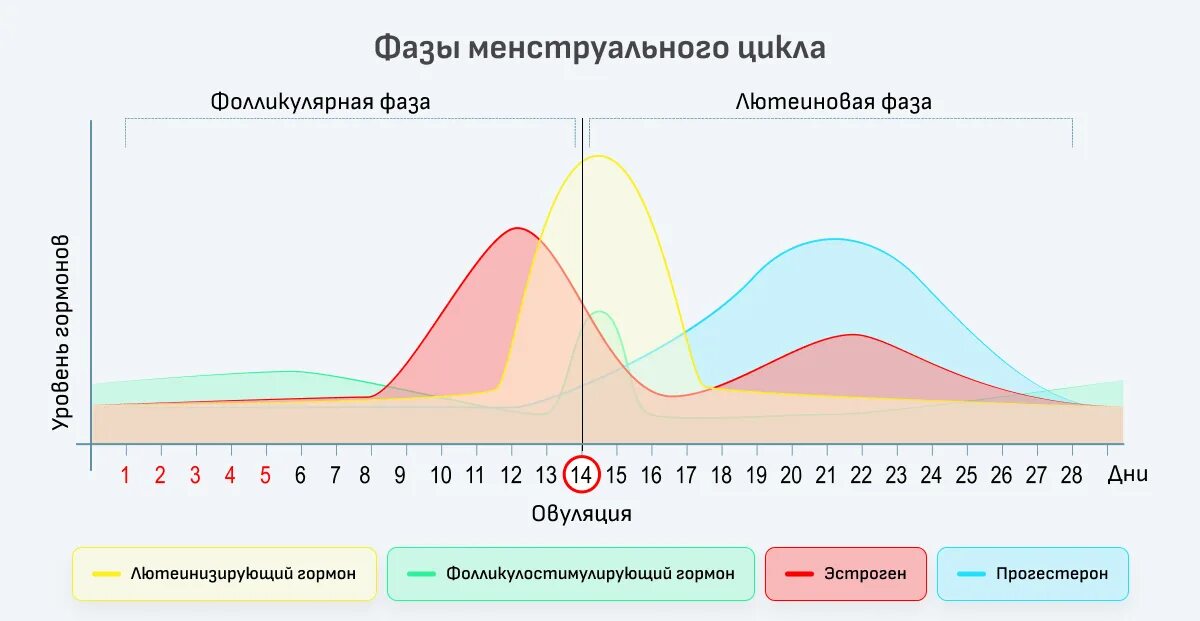 Сколько длится цикл