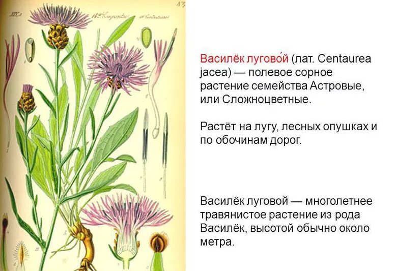 Какой тип питания характерен для василька лугового. Василёк Луговой - Centauréa jacéa. Василек Луговой описание семейства. Растения Луга Василек Луговой. Семейство Сложноцветные Василек Луговой.