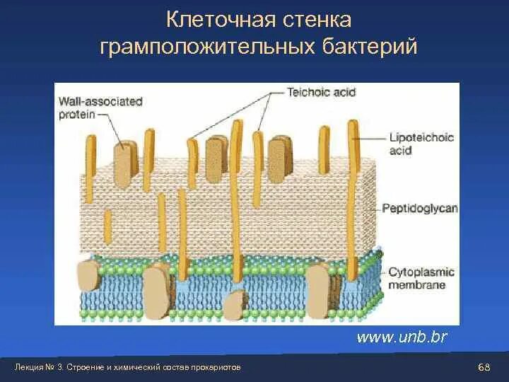 Из чего состоит стенка клетки. Клеточная стенка грамположительных бактерий. Грамположительные бактерии строение клеточной стенки. Толщина клеточной стенки грамположительных бактерий. Строение клеточной стенки бактерий микробиология.