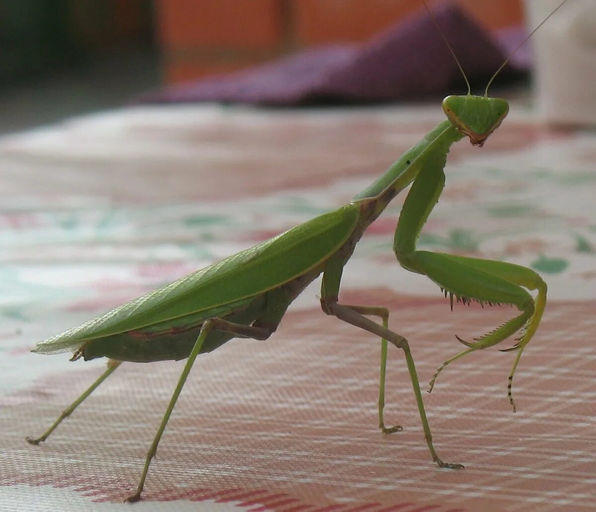 Как выглядит богомол. Жук богомол. ischnomantis gigas богомол. богомол зеленый. богомол палочник обыкновенный.