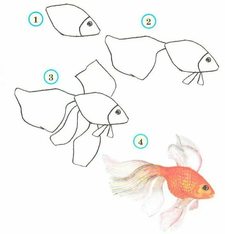 Поэтапное рисование рыбки. Рисование Золотая рыбка. Этапы рисования рыбки. Рыбка карандашом. Нарисовать рисунок рыбу