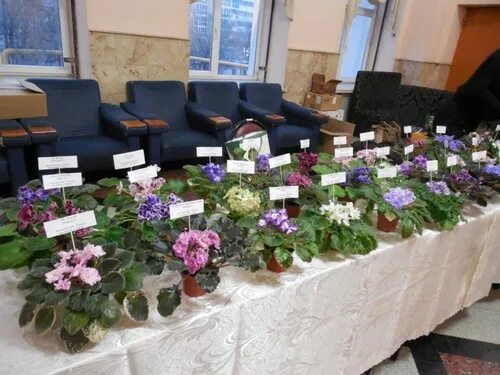 Фиалки в новосибирске. Цветочный магазин фиалка. Фиалки новосибирск. Фиалки в новосибирске. Фиалки в новосибирске.