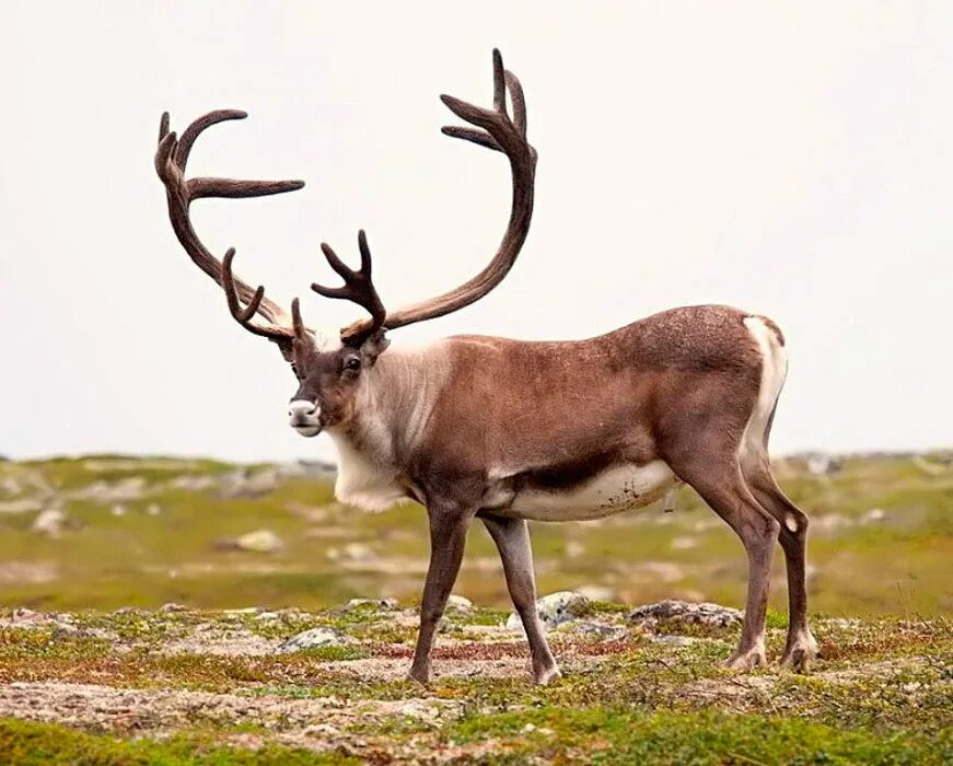 Северный олень Карибу. Северный олень (Rangifer tarandus). Дикий Северный олень (Rangifer tarandus). Сибирский Северный олень. Северный олень обитает в россии