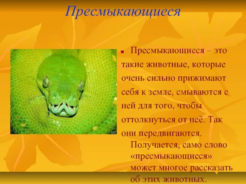 Сообщение о пресмыкающихся 2 класс окружающий мир