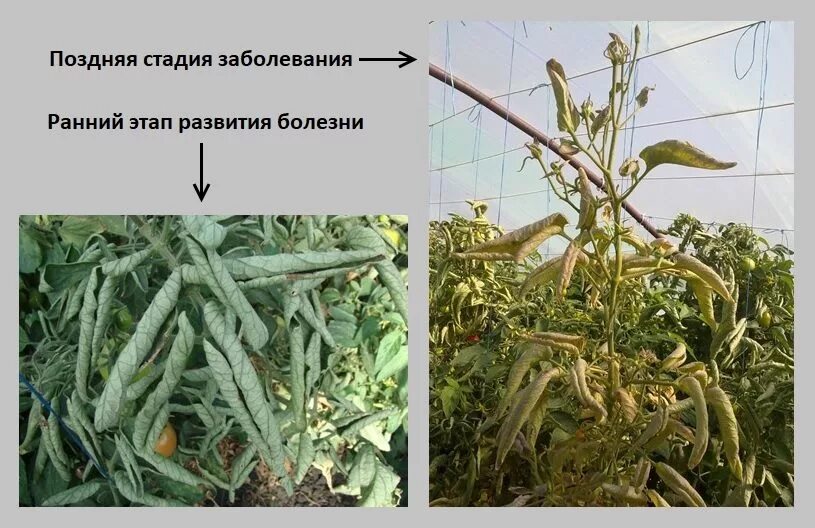 Скрутились верхние листья флоксов. Бактериоз листьев томата. скручивание листьев. у флокса скручиваются листья. скручивание листьев у пиона.