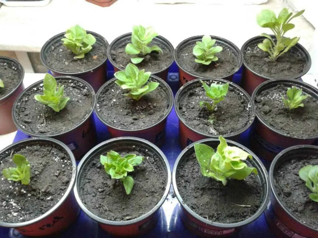 Всходы лантаны. Всходы ампельной петунии. Рассада редиса. Всходы семена адениума. Ростки кальцеолярия.