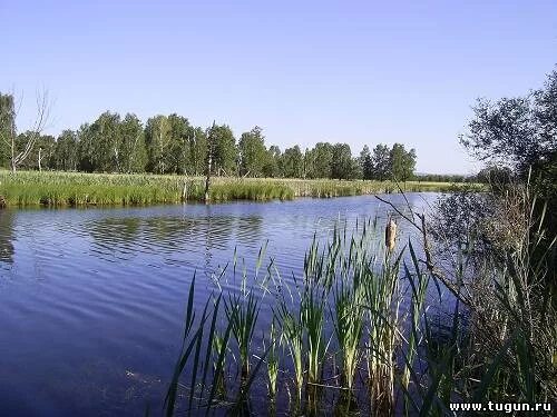 Кривое озеро пенза. Озеро кривое красноярский. Озеро кривое челябинская область. Кривое (озеро, витебская область). Озеро кривое железногорск красноярский край.
