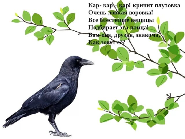 Ворона рифма. Ворона рифма