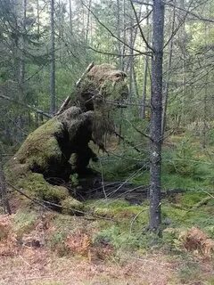 Бесов лес