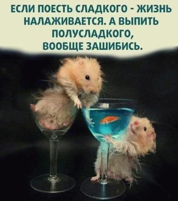 Жизнь зашибись. Смешные хомяки. если в пятницу поесть сладкого. поела сладкого жизнь прекрасна выпила полусладкого вообще зашибись. жизнь налаживается юмор.