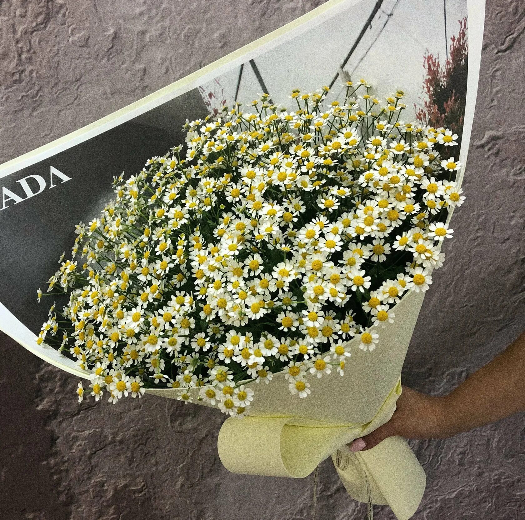 Танацетум букет. Танацетум матрикария. Танацетум в крафте. Ромашка танацетум. Ромашка танацетум.