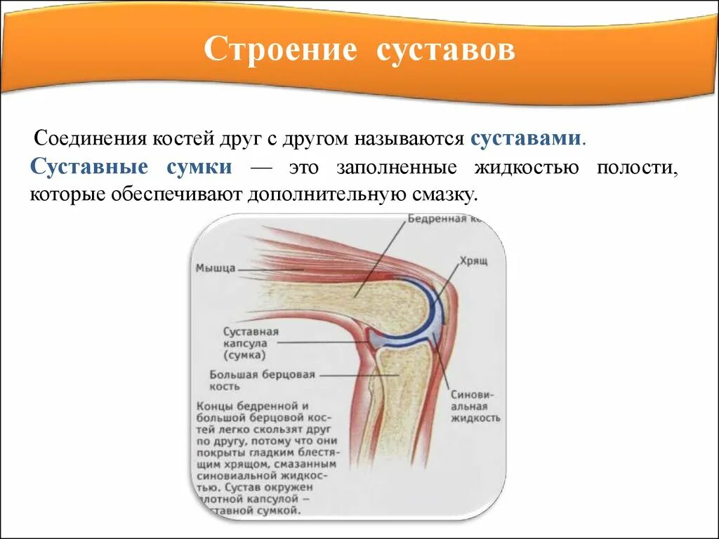Строение сустава движения в суставах. Строение сустава суставная сумка. строение сустава синовиальная сумка. строение суставной сумки. синовиальные сумки колена анатомия.