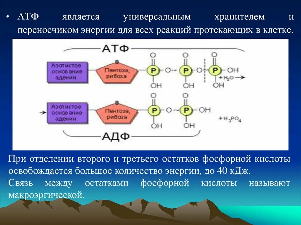 Химические связи атф