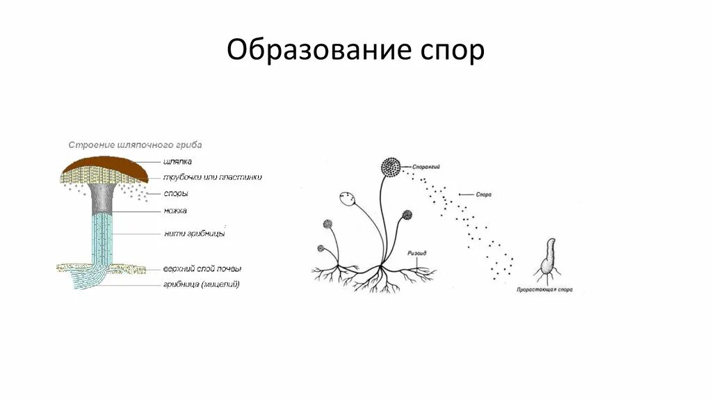 Прорастающие споры гриба. Размножение грибов спорами схема. Шляпочные грибы строение размножение. Строение шляпочного гриба споры. Шляпочные грибы образование спор.