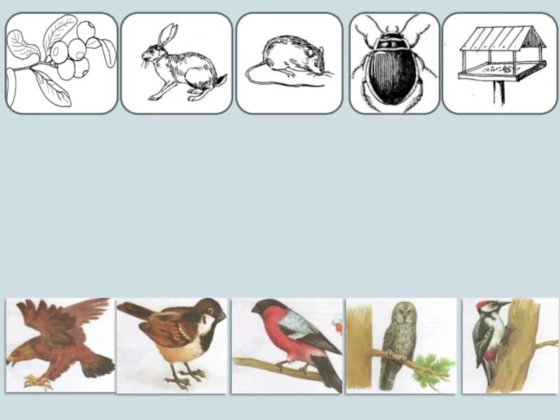 Зимующие птицы задания для дошкольников. Задания для детей по теме зимующие птицы. Задания зимующие птицы старшая группа. Птицы задания для детей.