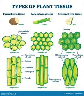 Plant tissues