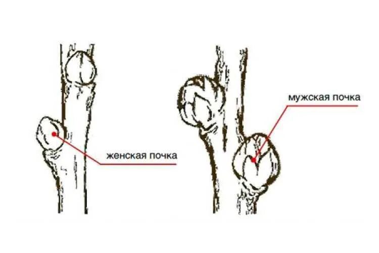 Как отличить саженцы облепихи. Облепиха как отличить женские и мужские саженцы. Облепиха как отличить женские. Облепиха как различить мужское и женское дерево.