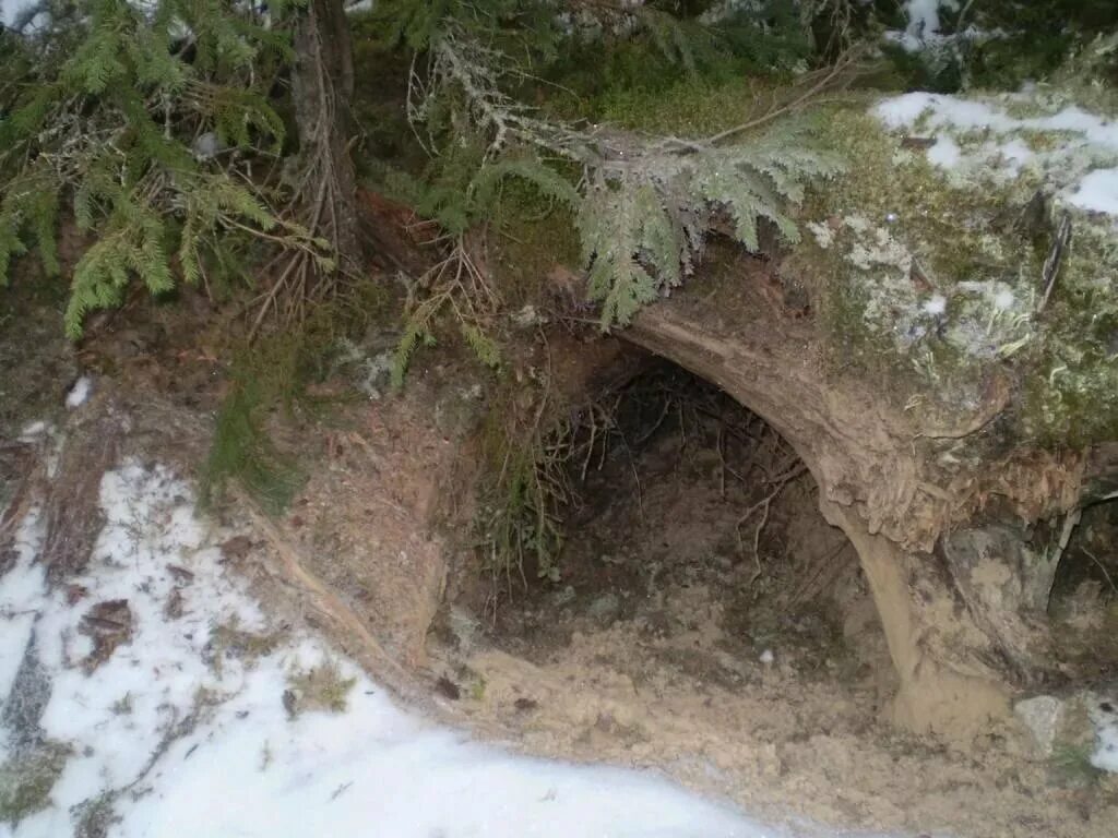 Берлога медведя. Берлога гималайского медведя. Медвежья берлога. Медвежья берлога воронеж. Медвежья берлога зимой.