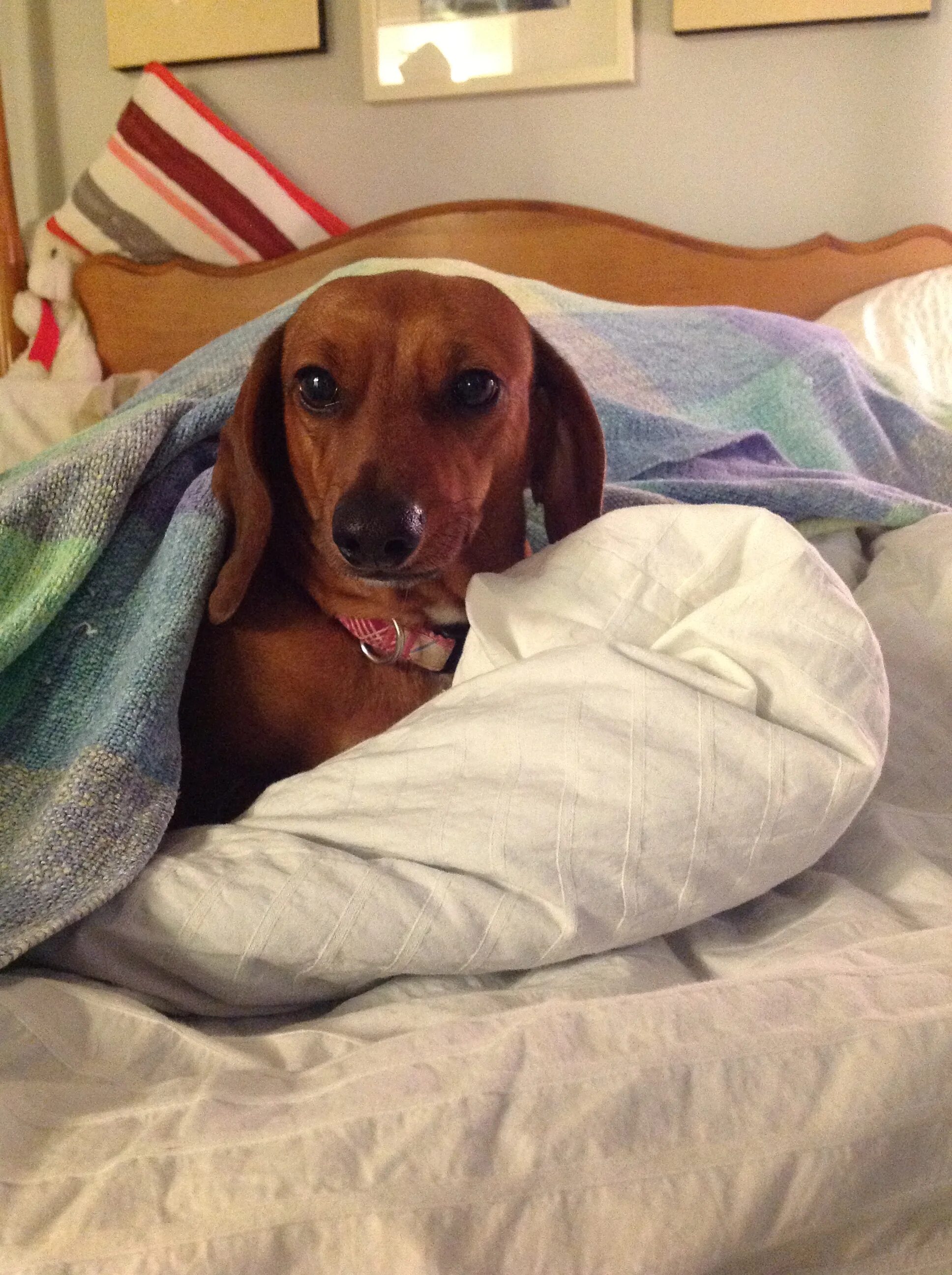 Собака лежит на подушке. Лисья такса. Такса в кровати. Рыжая такса щенок. Такса в кровати.