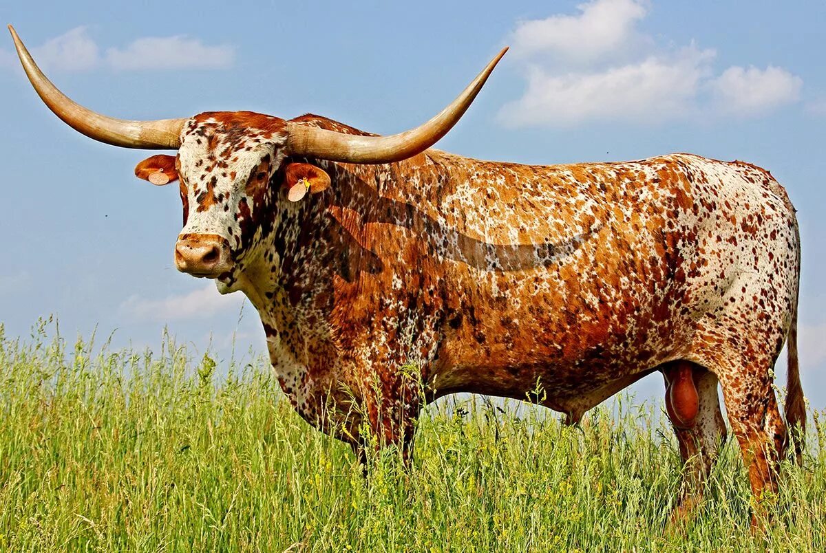 Техасский бык лонгхорн. Лонгхорн порода коров. Техас лонгхорн порода коров. Техасская корова лонгхорн.