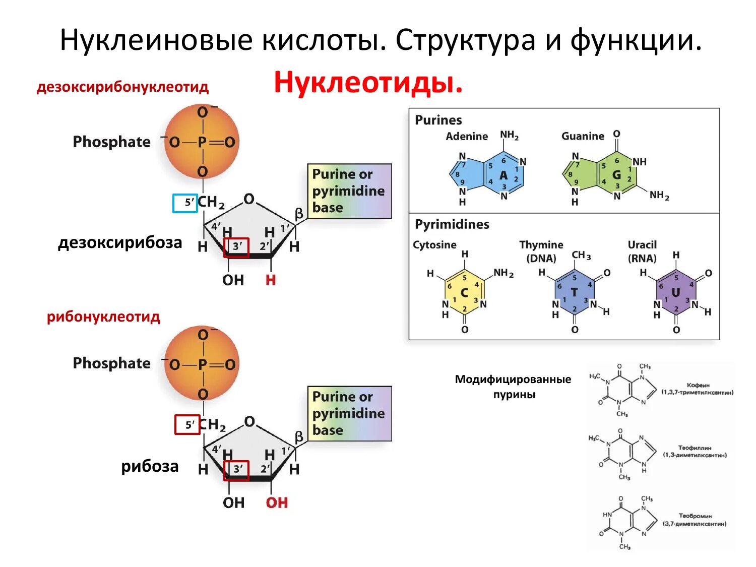 Структура нуклеиновых кислот формула. Нуклеиновые кислоты строение нуклеотида. Строение нуклеиновых кислот ДНК И РНК. Общая структура нуклеиновой кислоты. Нуклеиновые кислоты рнк функции