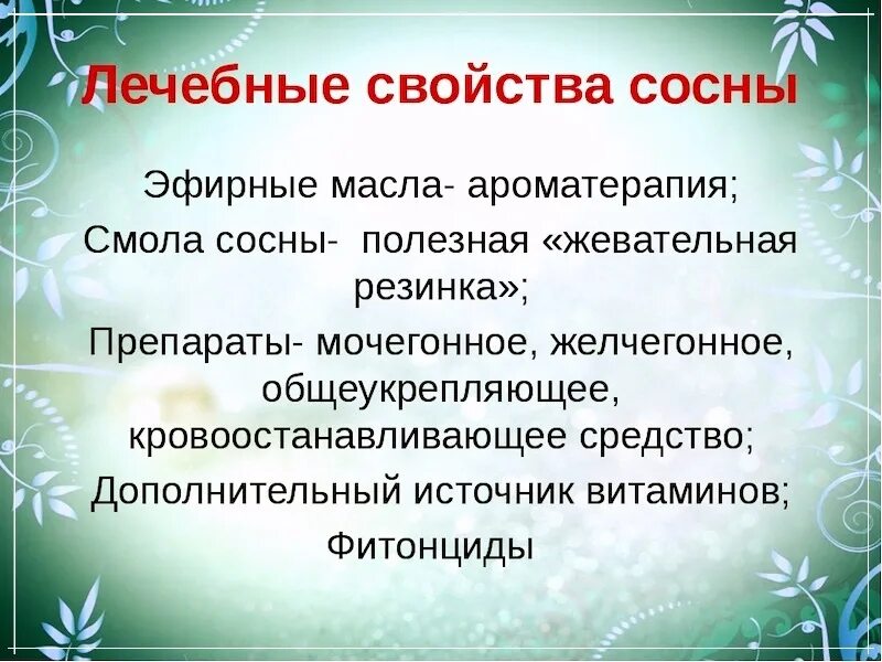 Противопоказания хвойных. Полезные свойства сосны. Лекарственные свойства сосны. Лечебные свойства сосны. Лекарственное использование сосны.