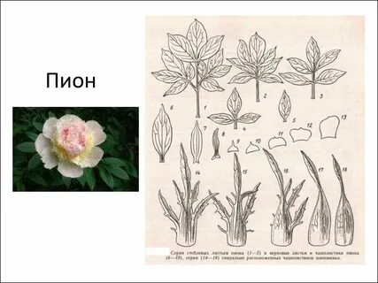 Рассмотрите изображение листа травянистого растения