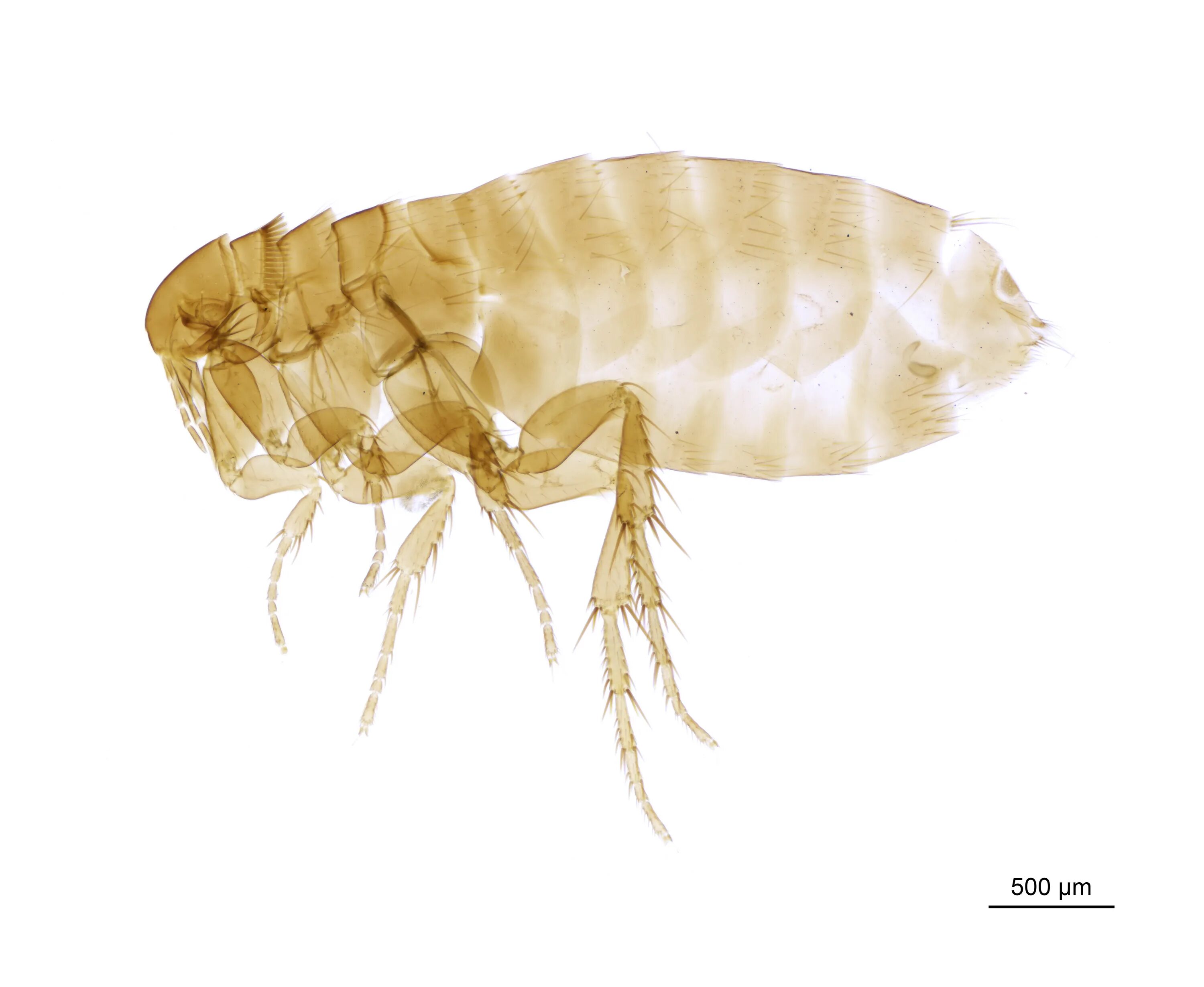 Файл:NHMUK010177292 A cliff rock birds nest flea - Ceratophyllus Emmareus boreal