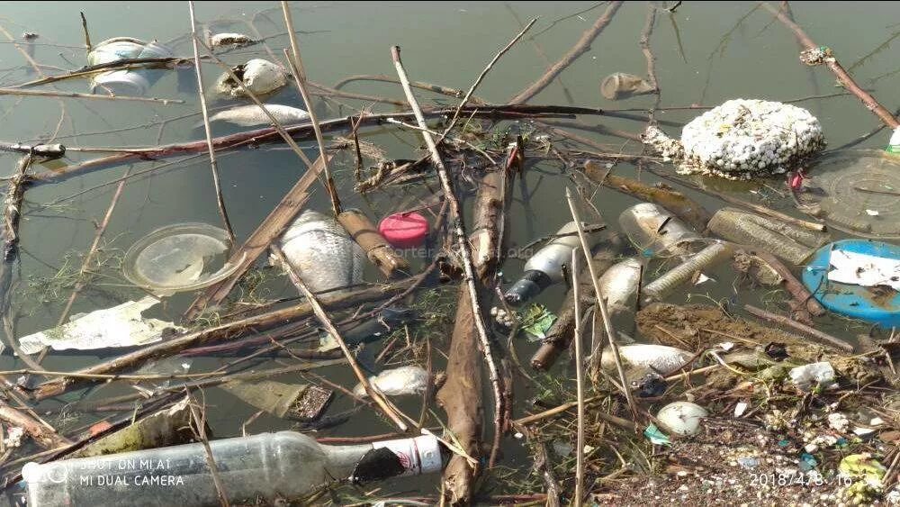 Погибло много рыбы. Рыбы в загрязненных водоемах. Рыбы в загрязненной воде. Мёртвые рыбы в грязной воде. Рыба гибнет от загрязнений.