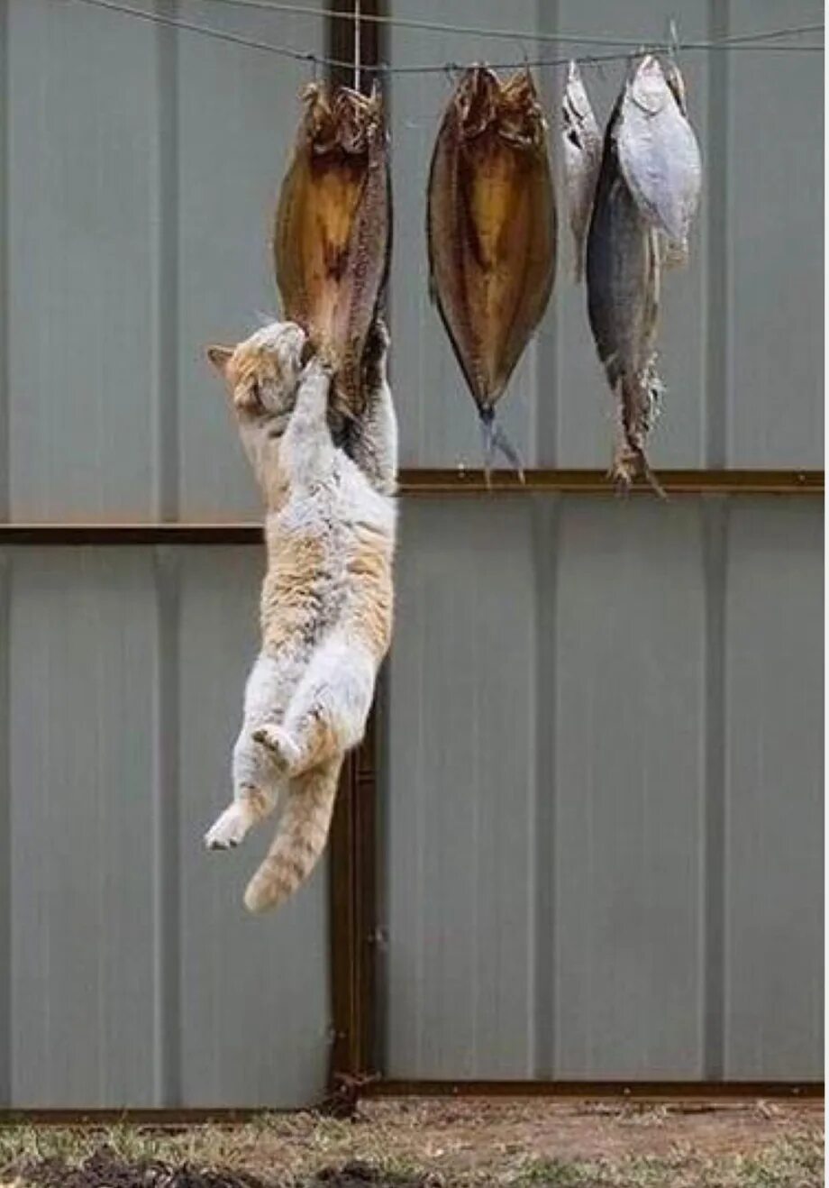 Жадно ловлю. Кот с рыбой. Кот висит. Кошка ворует рыбу. Кот стащил рыбу.