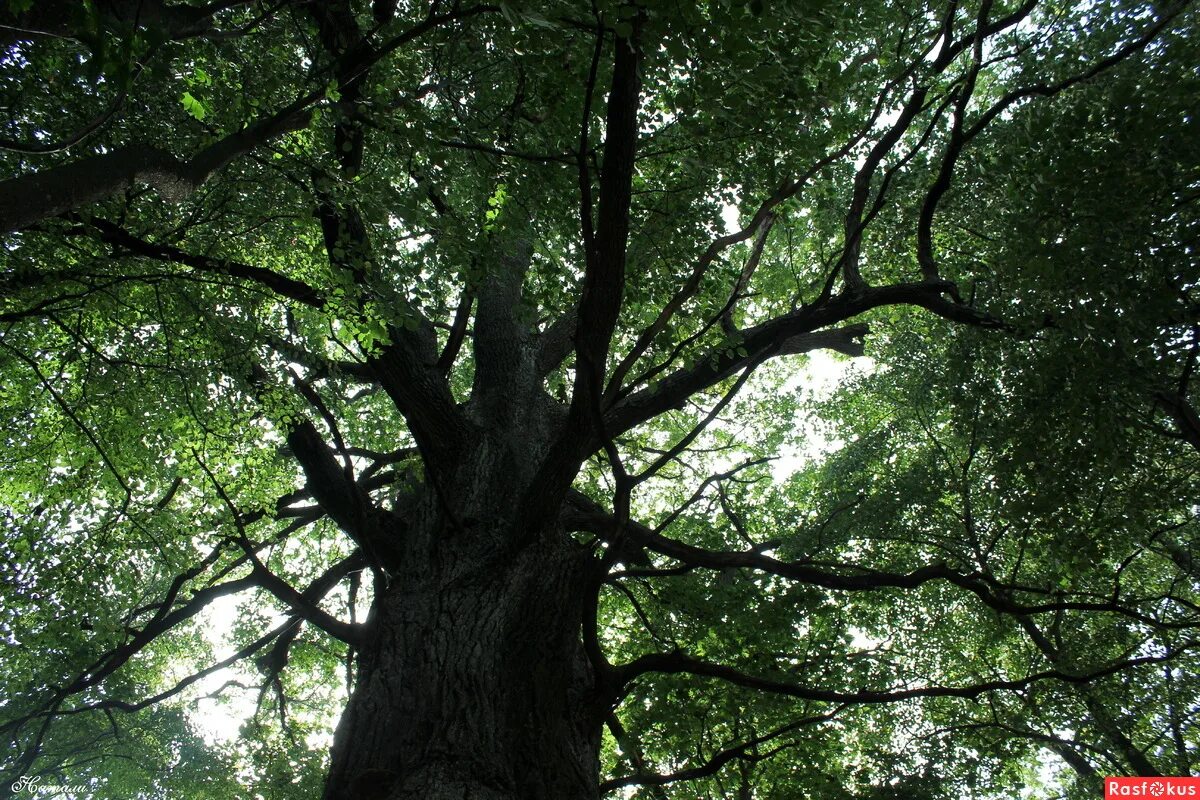 дуб джурупа. дуб дерево. темно зеленые дубы. буковые и дубовые рощи в испании. милорн дерево.