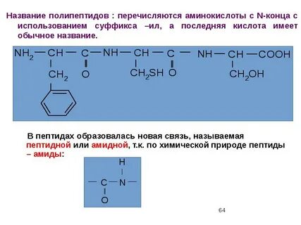 Полипептиды является