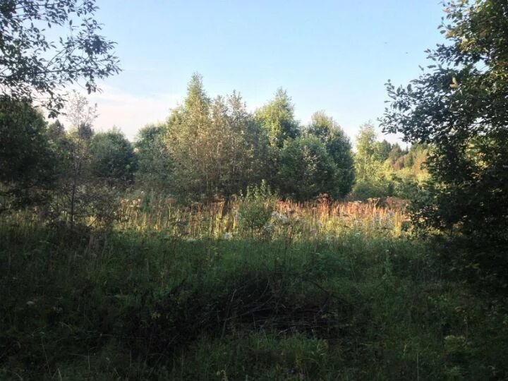Рогачевское шоссе. Участки по рогачевскому шоссе. Деревня банино. Участки по рогачевскому шоссе. Арбузово московская область деревня.