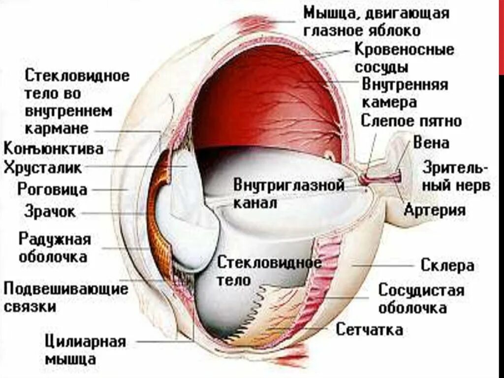 Составляющее глаза. Внутреннее строение глаза человека схема. Внутреннее строение глазного яблока. Строение глазного яблока человека анатомия. Внутреннее строение глаза анатомия.