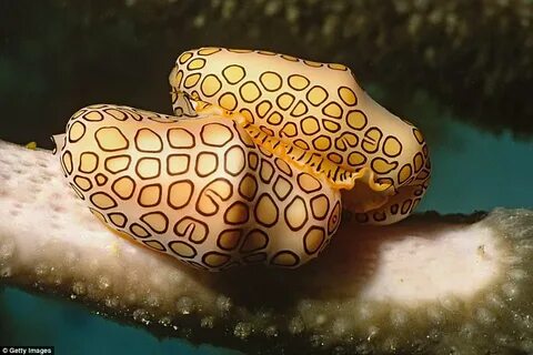 Язык фламинго