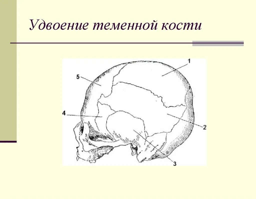 Височная теменная кость. Теменная кость кость кость. Строение теменной кости. Удвоение теменной кости. Теменная кость анатомия человека.