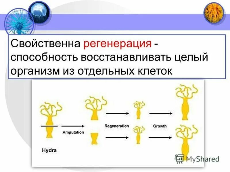 Виды регенерации. Регенерация плоских червей 7 класс. Регенерация различных тканей. Способность к эволюции. Способность к регенерации.