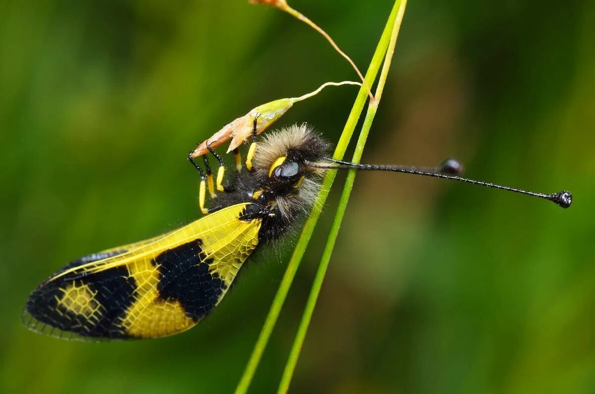 Насекомое пестрое. Аскалаф. Аскалаф пестрый. Аскалаф Сибирский. Libelloides macaronius.