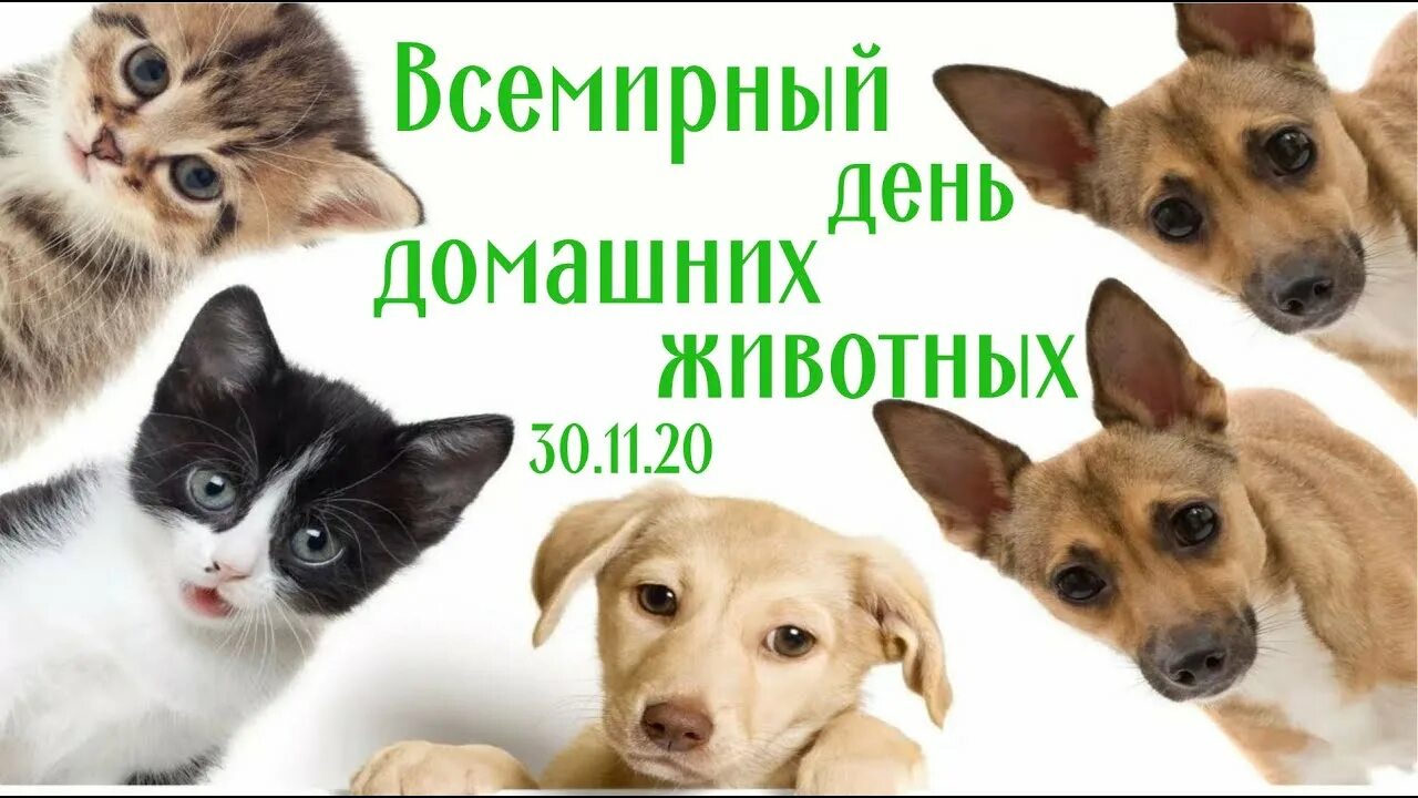 Всемирный день домашних животных. 30 Ноября день домашних животных. Всемирный день домашних животных поздравления. Открытки с днём домашних животных 30 ноября.