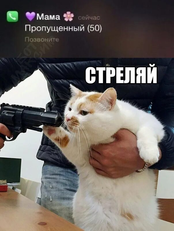 Не отдам оригинал. Котик с пистолетом. Человек кот с пистолетом. Стреляй котик. Кот с пистолетом стреляй.