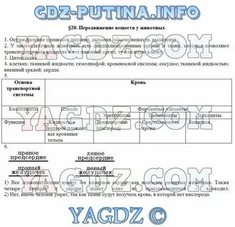 Транспорт веществ у животных осуществляется благодаря