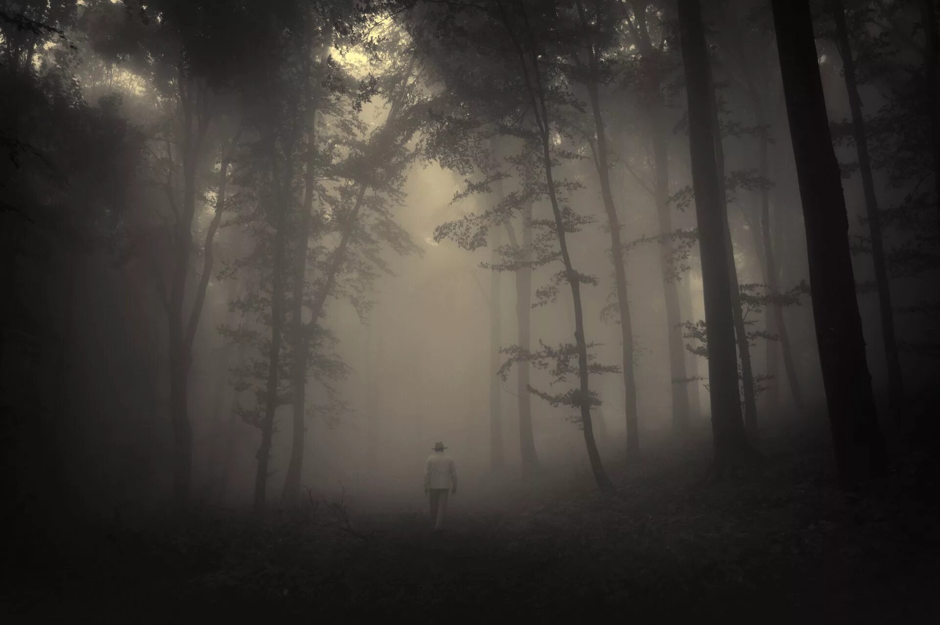 Лес в тумане. Мрачный пейзаж. Ночной лес. Темный лес. Загадочные туманы