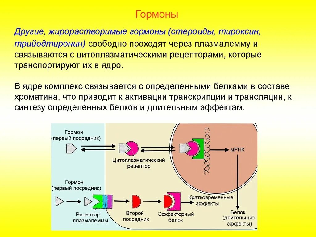 Специфическое действие гормонов заключается в том что. Тироксин химическая природа гормона. Химическая природа гормонов гипофиза. Химическая природа гормонов гипоталамуса. Жирорастворимые гормоны.