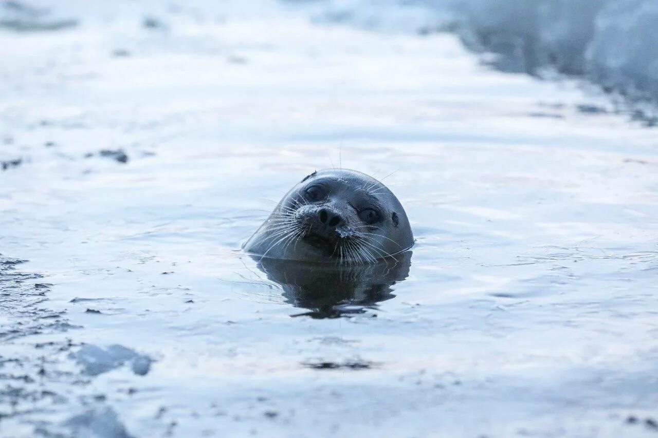 Где водятся нерпы