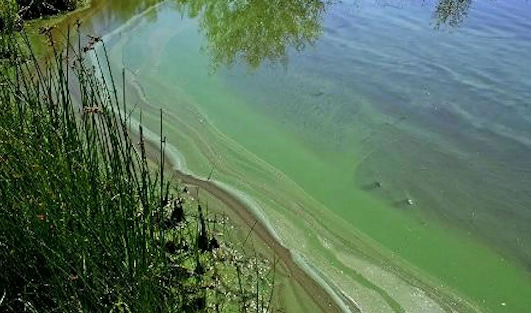 Алтайский заповедник маральник. Спирогира и анапа. Вода в пруду. Цветет ли озеро. Черное море в анапе зацвело.