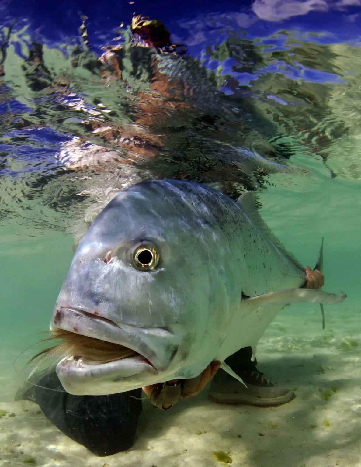 Рыба ти. Giant Trevally рыба. Гигантский каранкс рыба. Каранкс мальки. Бриллиантовый каранкс.