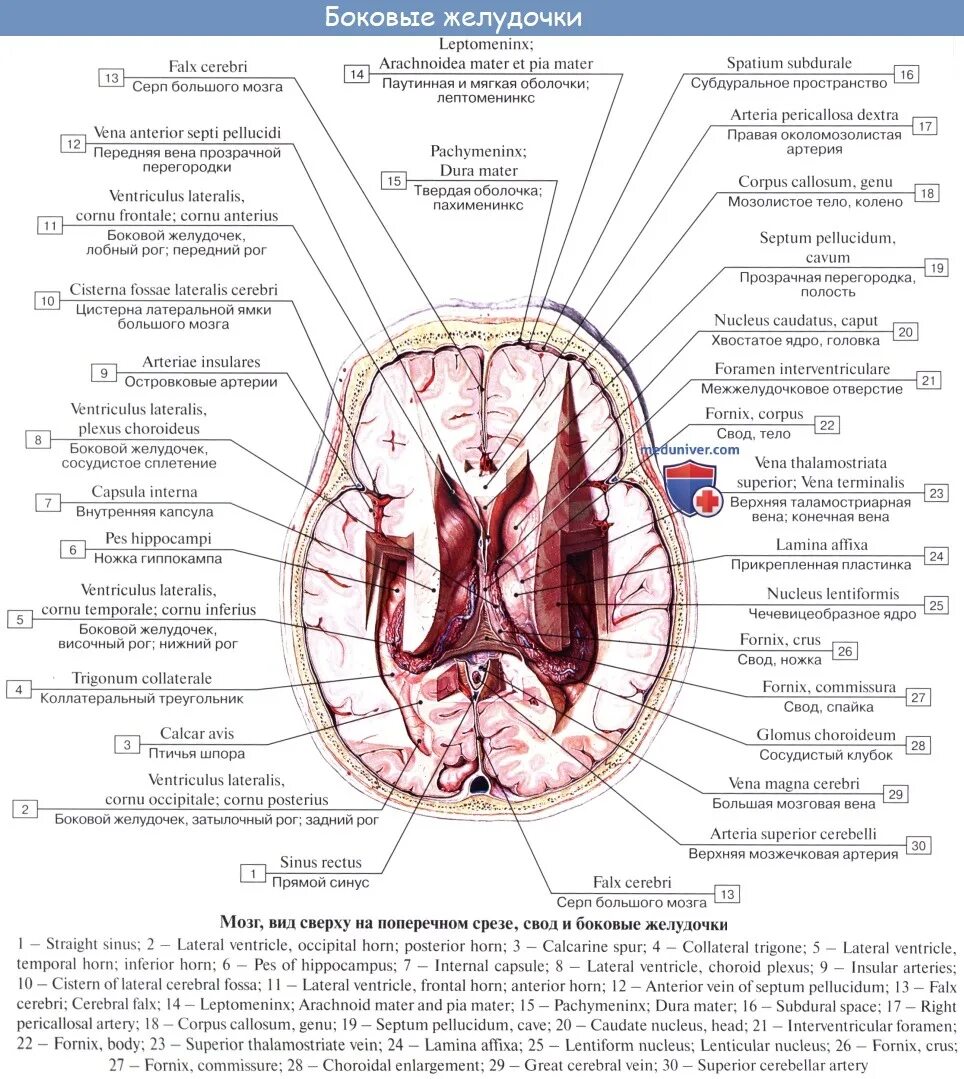 Боковые желудочки мозга строение анатомия. Боковые желудочки строение. Боковые желудочки анатомия стенки. Строение боковых желудочков головного мозга.